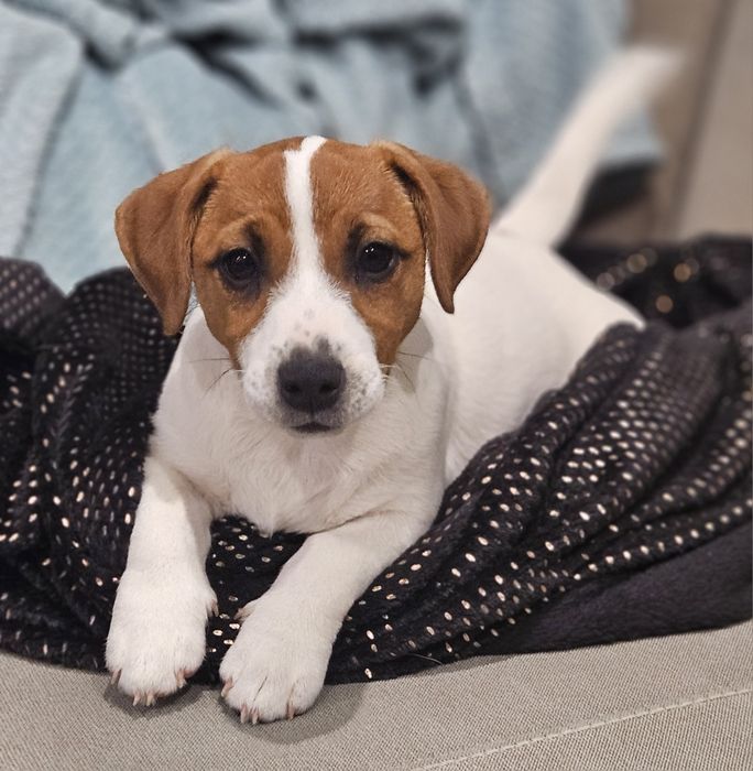 Suczka Jack Russell Terrier
