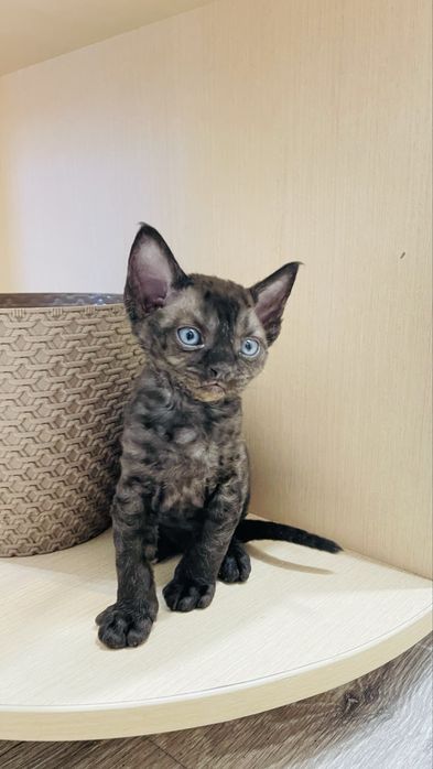 Кошеня Девон-рекс DVX хлопчик графітовий таббі