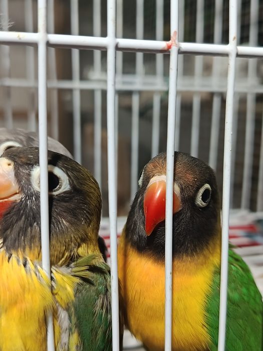 Agroponis 4 azuis 2 caturra bebés e 1 já a comer sozinha