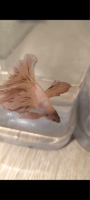 Betta splendens