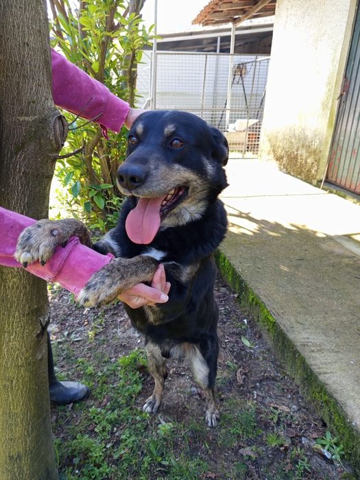 Cao de 6 aninhos para adopção 8
