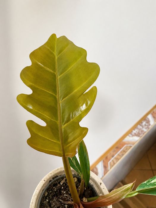 Philodendron carmel marble