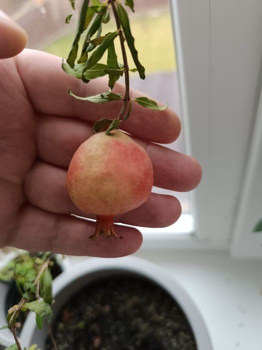 Насіння гранат сорту Нана 100шт.