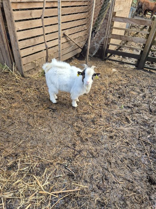 Vendo cabrito  anão