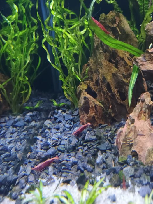 Krewetki Red Cherry