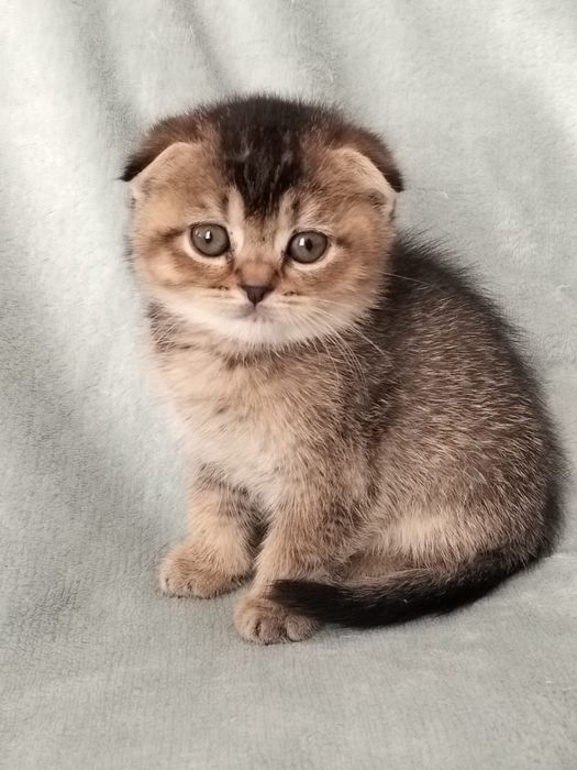 Gatinha  Scottish Fold