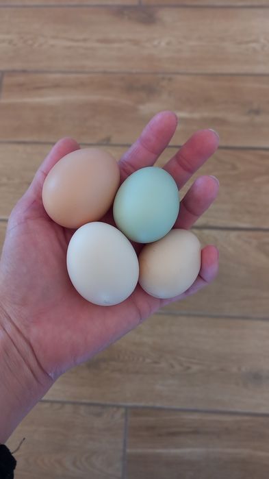 Jajka lęgowe mix