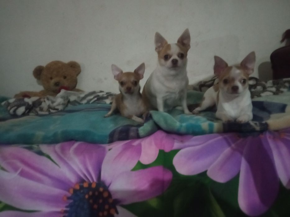 Питомник чихуахуа ,"Bright Star"