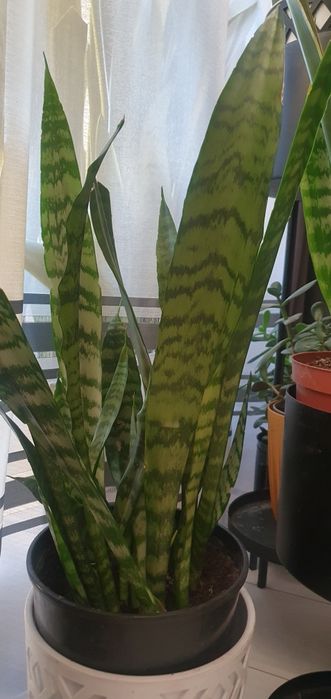 Sansewieria Gwinejska