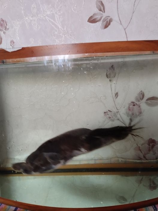 Акваріумний сомік