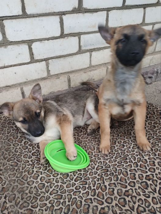 Отдам даром в добрые руки щенков