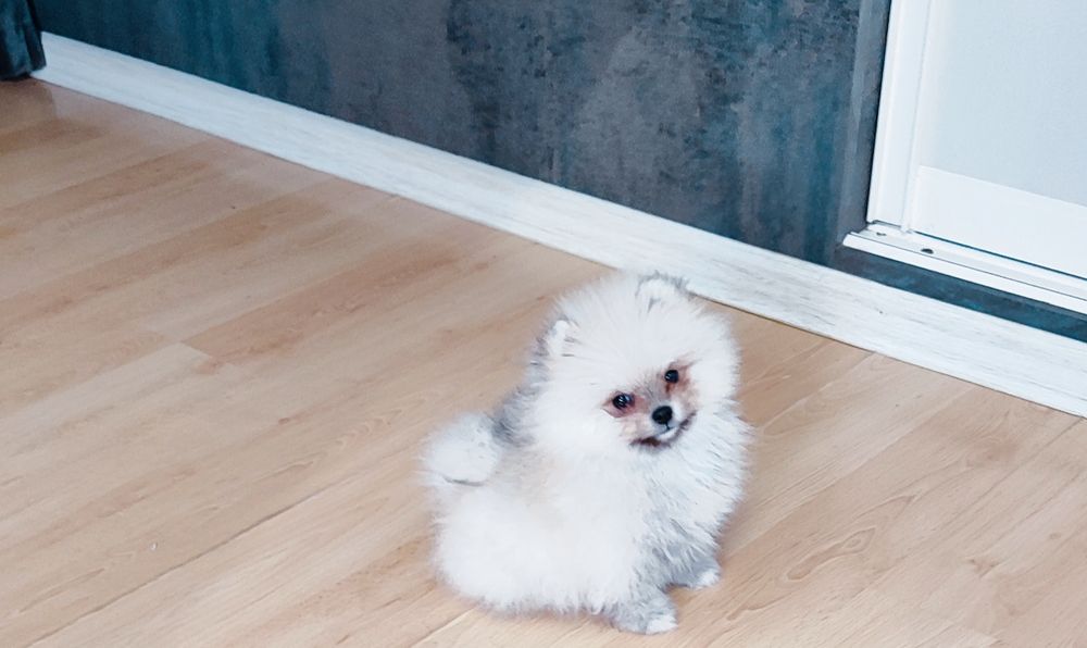 Дуже милі померанський шпіц