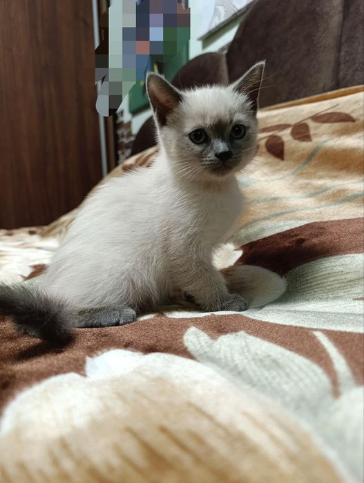 Продаються кошенята