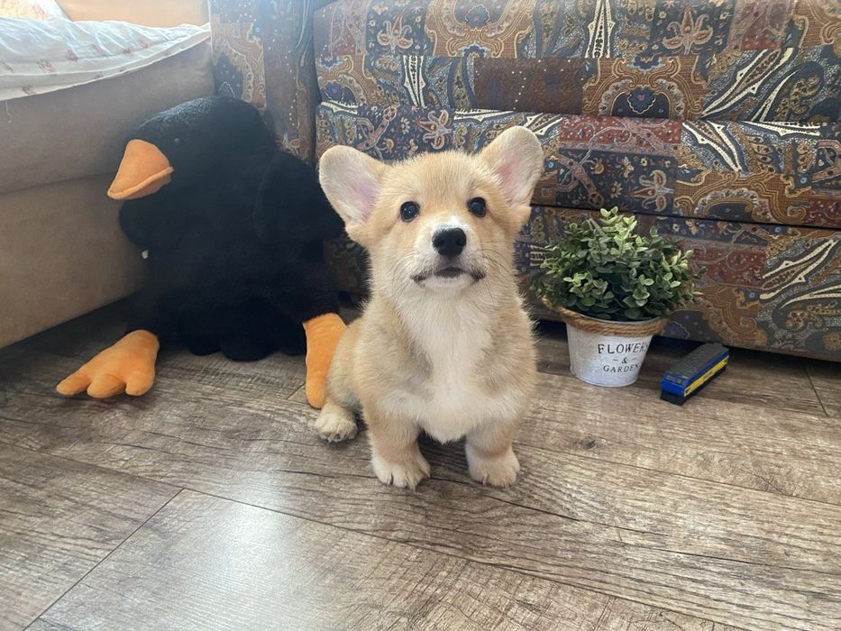 Продам девочку Корги