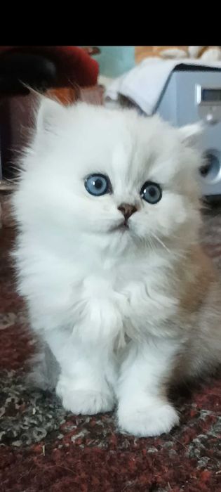 Серебристая шиншилла девочка белая