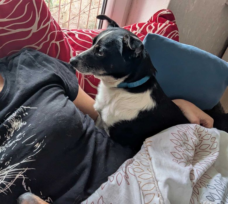 PSOTKA - urocza mała suczka do adopcji