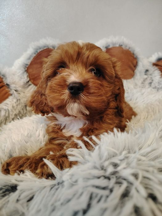 Cavalier-pudel-cavapoo