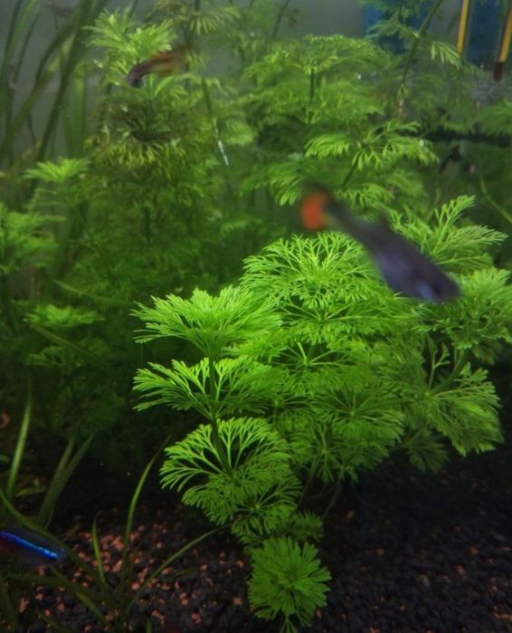 Lote de plantas (escoagem)