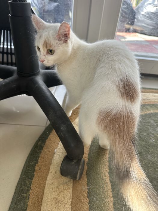 Кішка киця кошеня
