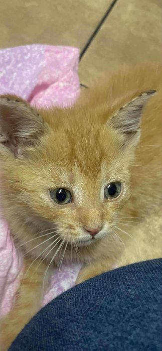 Rudy kocurek 2 miesięczny, adopcja.