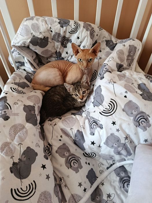 Віддам котика дівчинка, породи Сфінкс