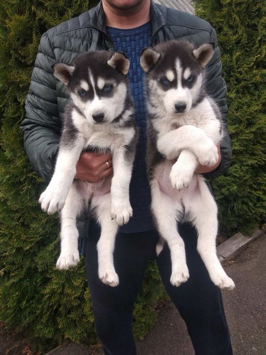 Продам цуценят Хаскі