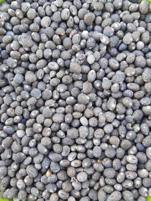 Łubin słodki REGENT