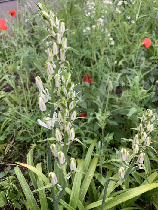 Bolbos com flor branca