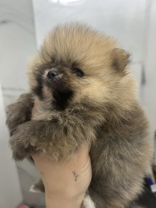 Шпіц хлопчик )))