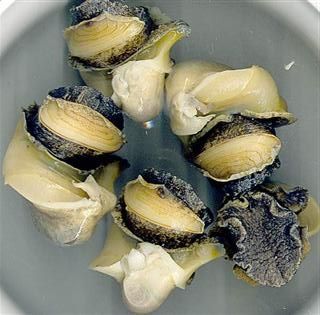 Рапани вареноморожені Опт і роздріб.