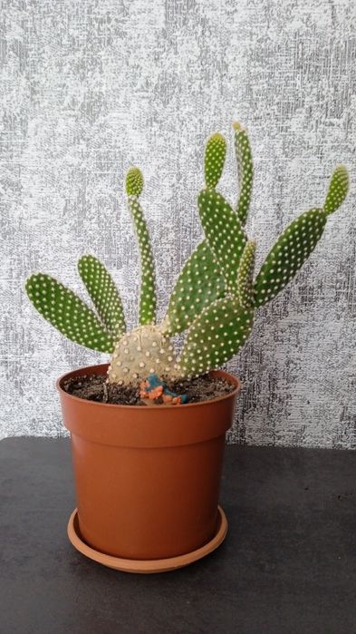 Кактус опунція вазон, традесканція