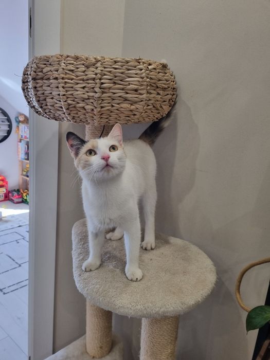 Morelka do adopcji