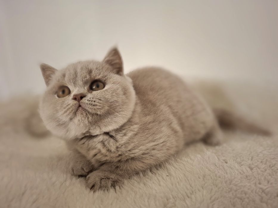 Cudowna kotka brytyjska liliowa