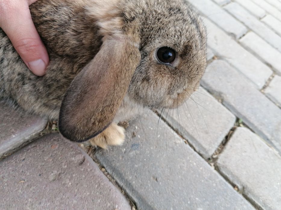 Królik mini lop loop samica