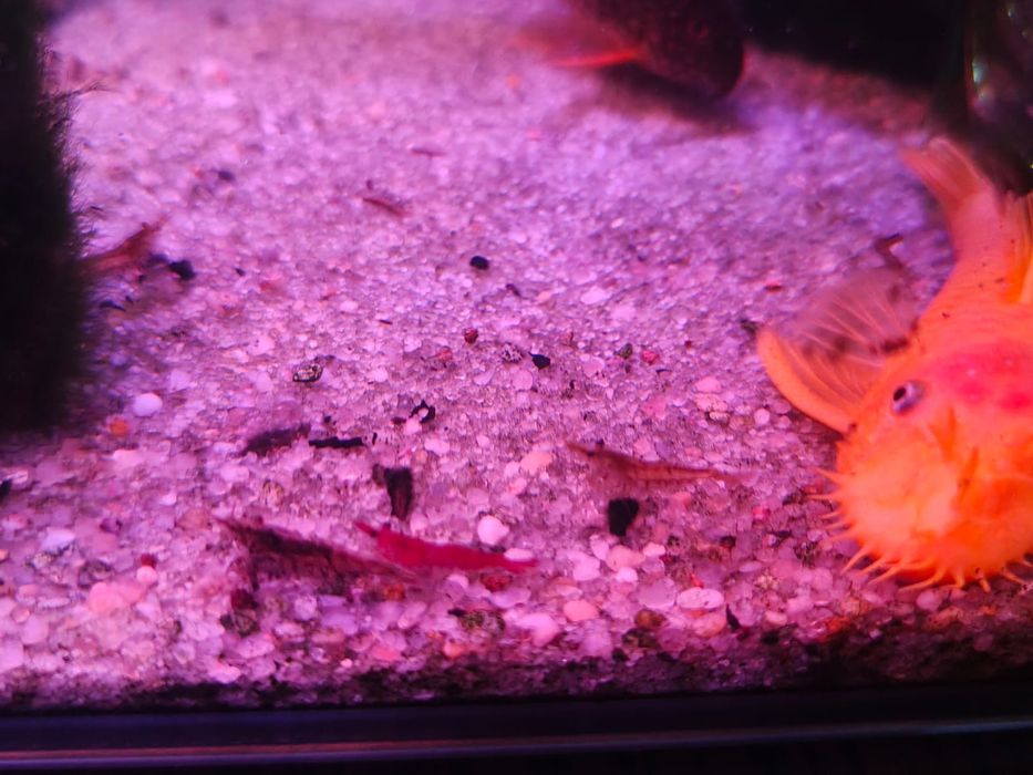 Krewetki mix mieszańce