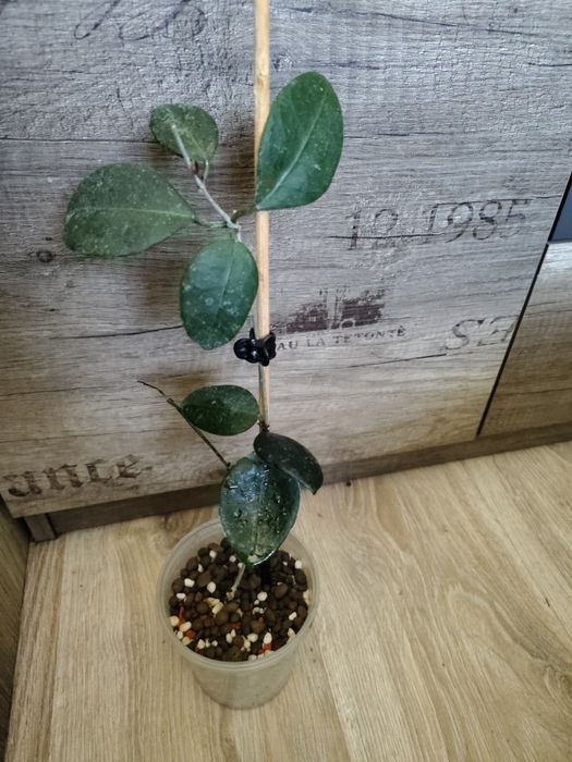 Hoya ovatifolia sadzonka