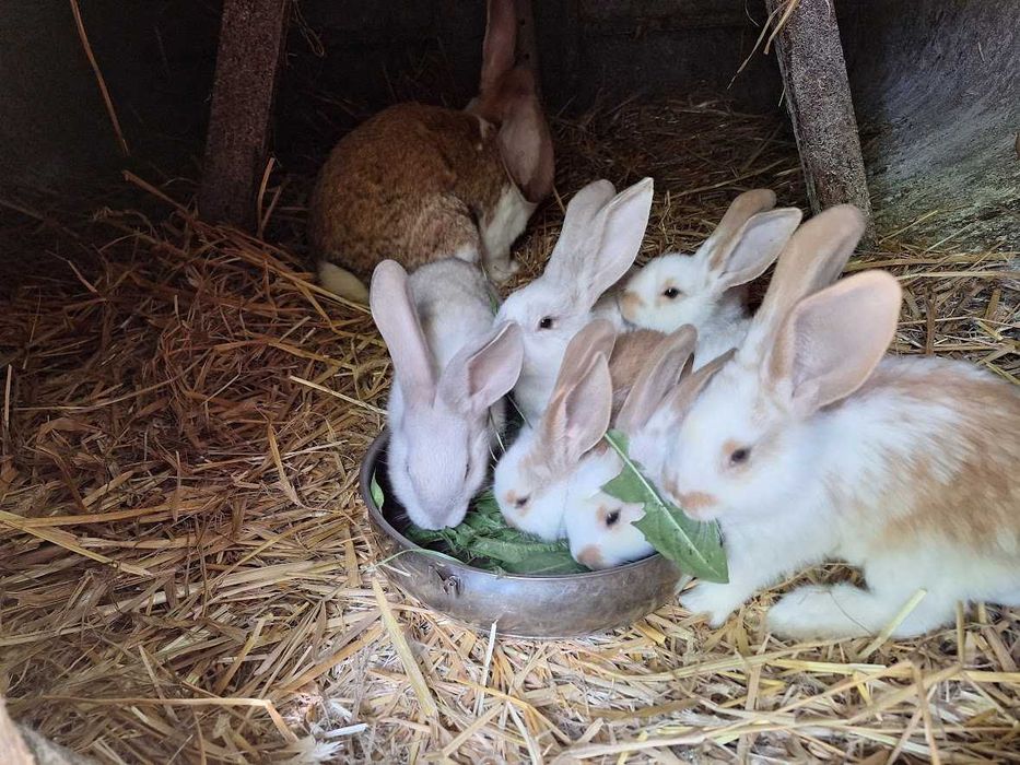 Młode króliki króliczki z kwietnia 2025 | Królik | Króliczki |
