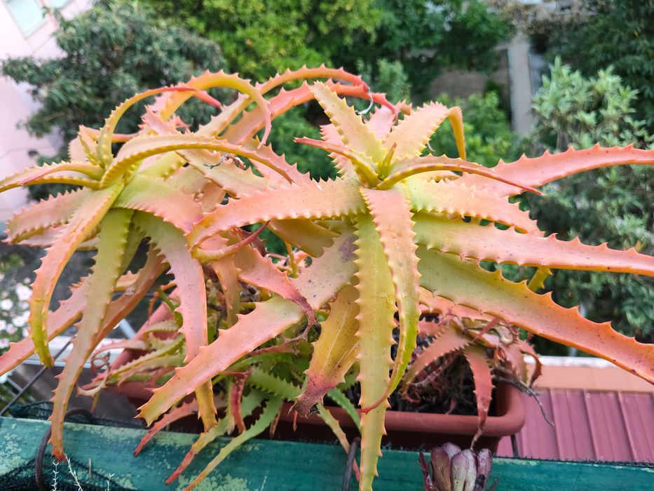 Aloés em floreira
