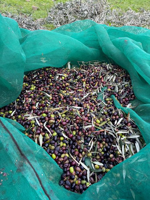 Azeite Virgem Extra Tras-os-Montes