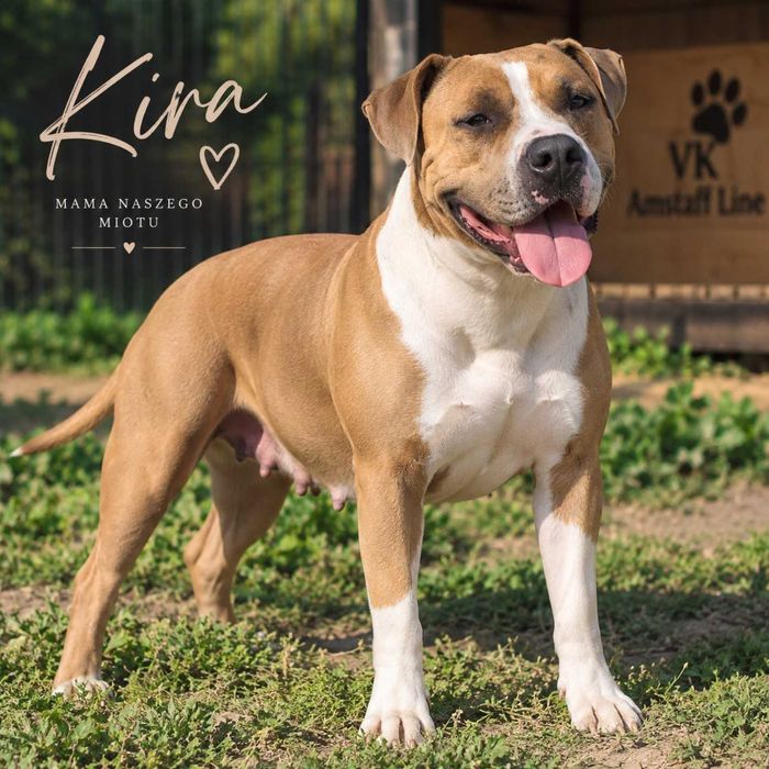 American Staffordshire Terrier AMSTAFF – szczenięta z rodowodem
