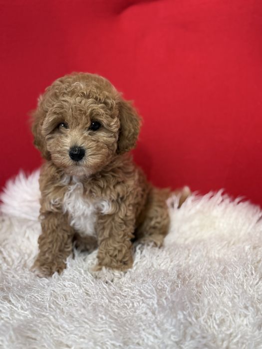 Найкращої якості мальтіпу