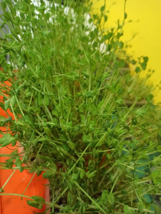 Продам мікрозелень в Дніпрі