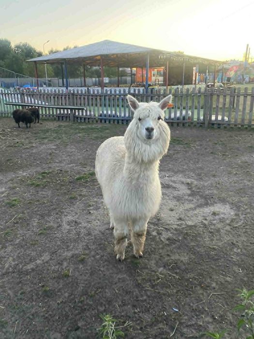 Alpaki samce sprzedam 1200 zl /sztuka