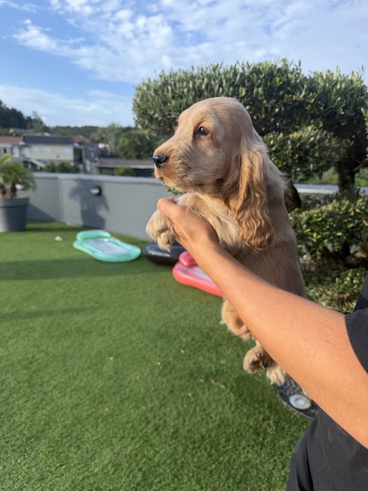 Cocker menino  lindo