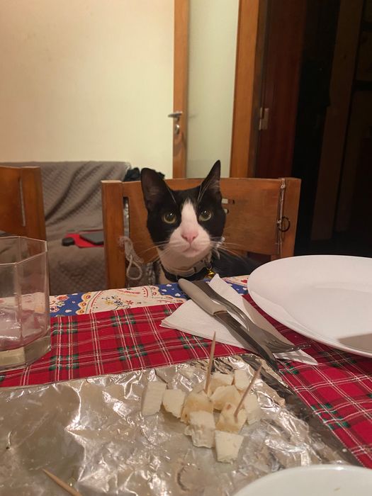 Gato adulto companheiro