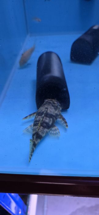 Pack 1 ancistro + 1 pleco