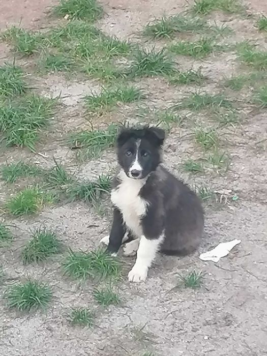 border collie szczeniak suczka
