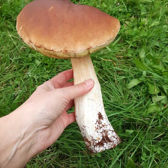 Grzyby świeżo zbierane na zamówienie