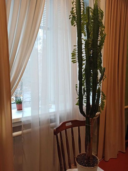 молочай трикутний