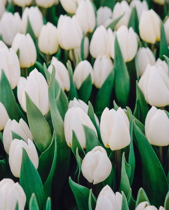 Квіти тюльпани опт до 8 березня